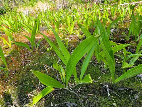three-leaved false Solomon’s seal