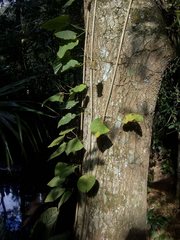 Amphilophium crucigerum