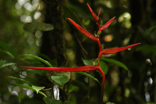 Image of Heliconia acuminata by no rights reserved