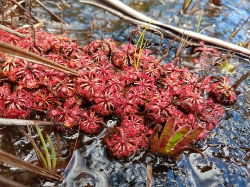 Drosera kaieteurensis
