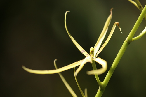 Two-Toothed Brassia