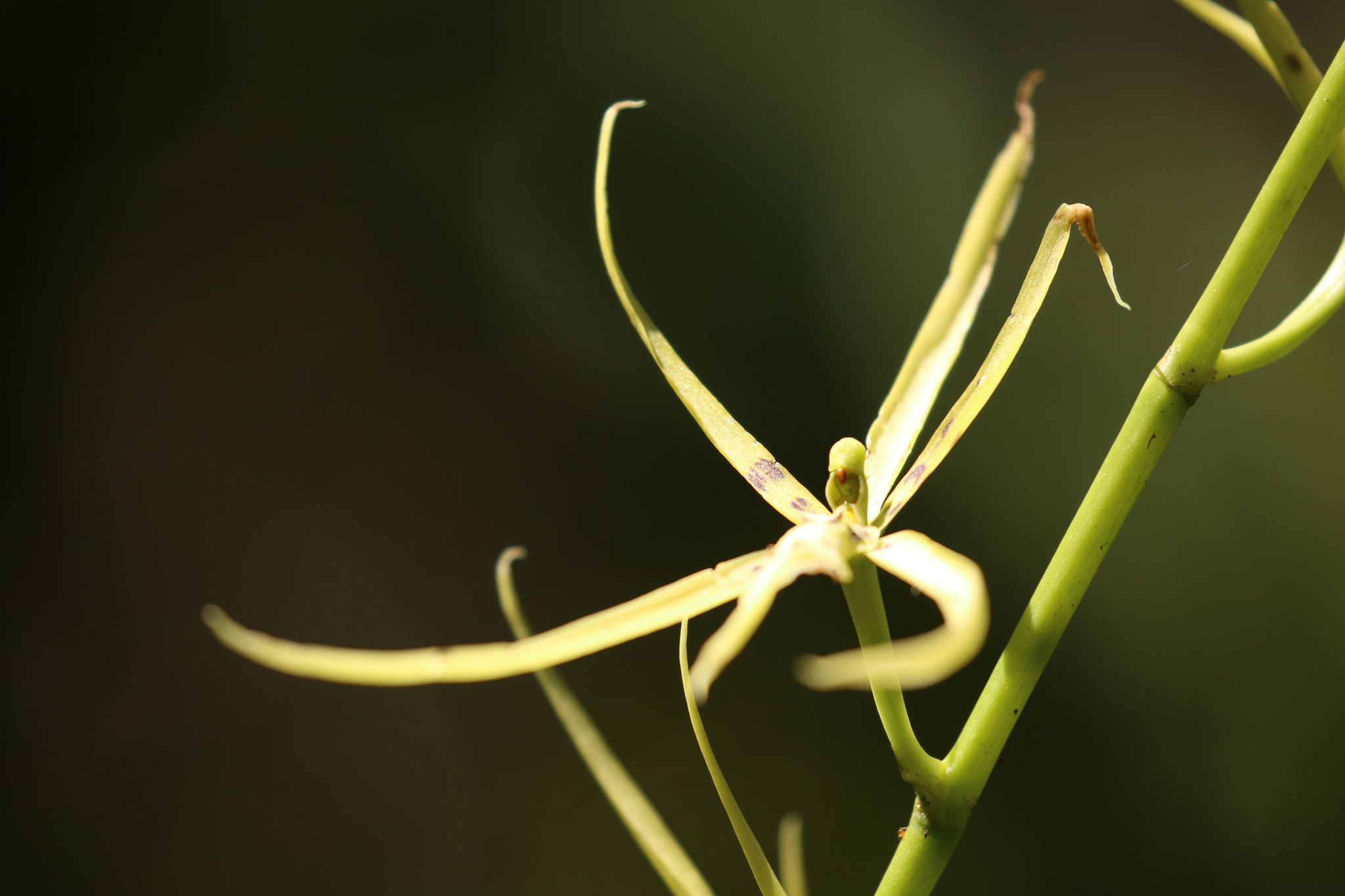 Brassia bidens Lindl.