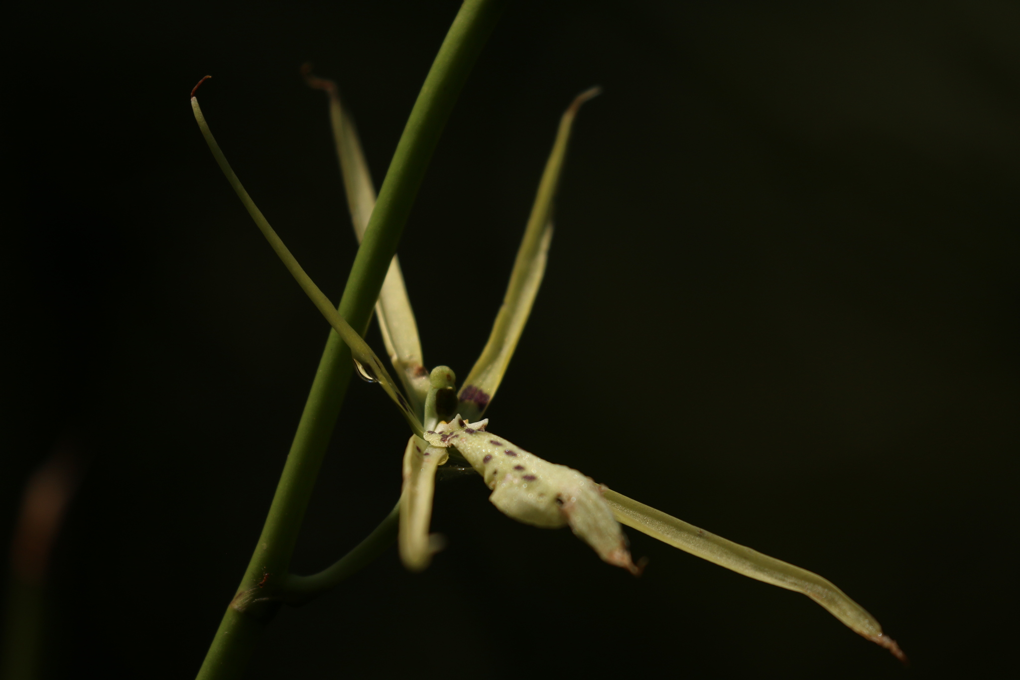 Brassia bidens Lindl. 2