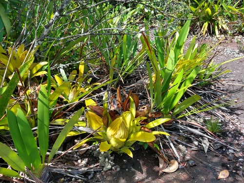 Aechmea brassicoides (Aechmea brassicoides)