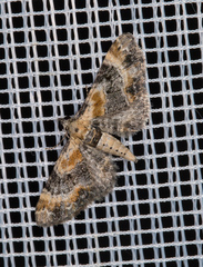 Eupithecia linariata
