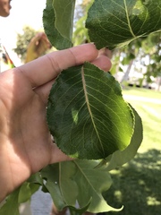 Pyrus calleryana