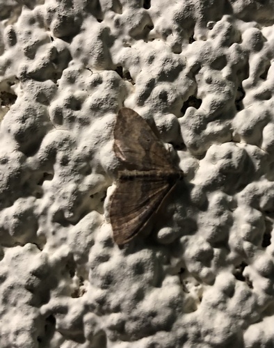 Nycterosea obstipata