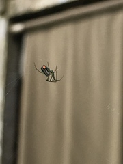 Leucauge argyrobapta