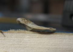 Maoricrypta sodalis