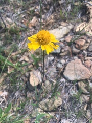 Helenium bigelovii