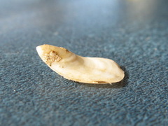Maoricrypta sodalis