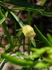 Thyanta pallidovirens