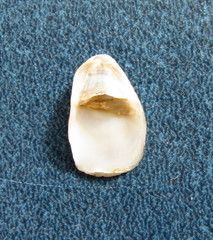 Maoricrypta sodalis