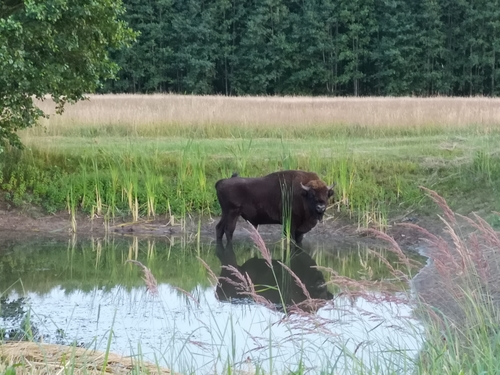 European Wisent