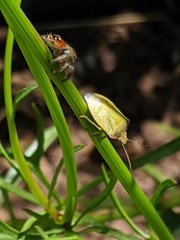 Thyanta pallidovirens