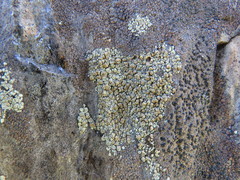 Lecanora polytropa