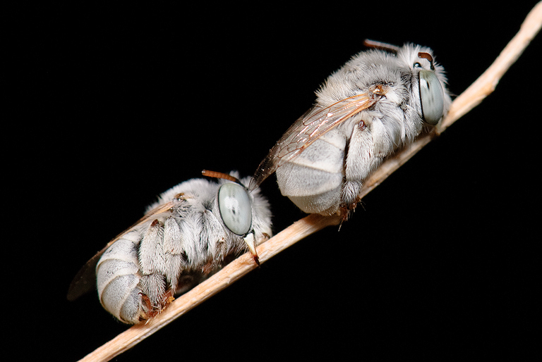 Anthophora hololeuca