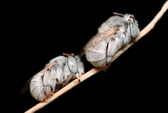 Anthophora hololeuca