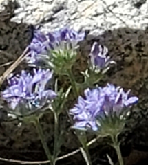 Eriastrum densifolium