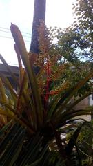 Aechmea ramosa
