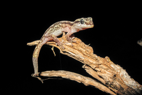 Pygmy Socotran Leaf-toed Gecko, Haemodracon trachyrhinus