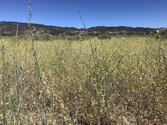 Eriogonum gracile gracile