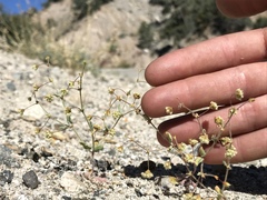 Eriogonum viridescens