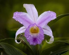 Sobralia warszewiczii
