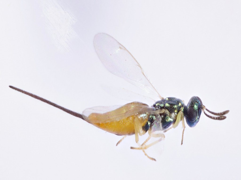 Eupelmus australiensis
