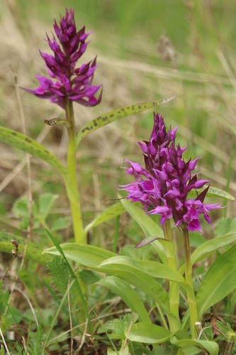 Keyflower (Dactylorhiza aristata)
