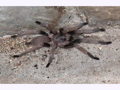 Selenocosmiinae