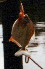 Caribbean Piranha photo 1