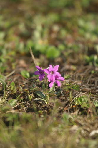 Primula tschuktschorum, photograph 1