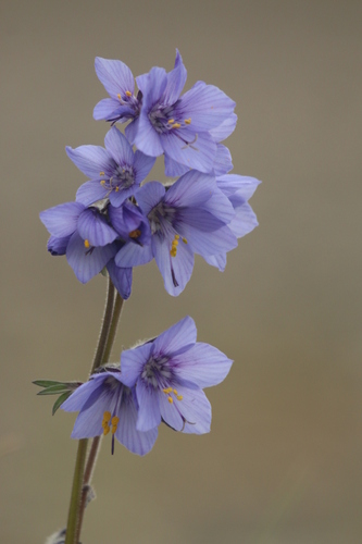 Image of Polemonium acutiflorum by no rights reserved