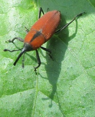 Rhodobaenus sanguineus