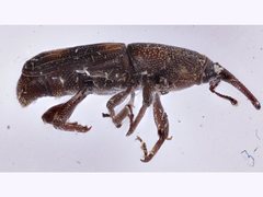 Diocalandra frumenti