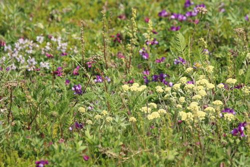 Image of Artemisia glomerata by no rights reserved