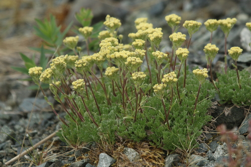 Image of Artemisia glomerata by no rights reserved