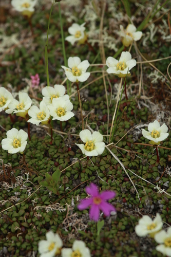 Image of Diapensia obovata by no rights reserved