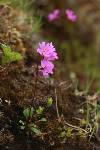 Image of Primula cuneifolia by no rights reserved