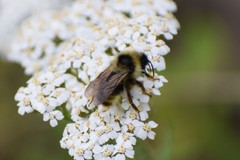 Bombus flavidus flavidus