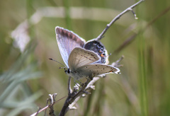 Cupido amyntula