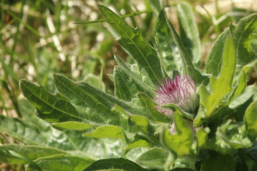 Image of Cirsium kamtschaticum by no rights reserved