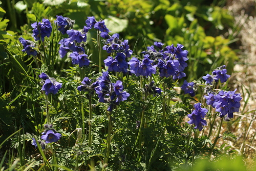 Image of Polemonium acutiflorum by no rights reserved