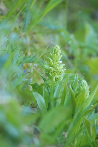 Image of Platanthera convallariifolia by no rights reserved