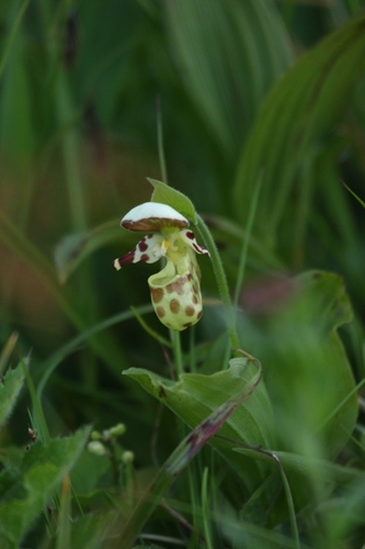 Image of Cypripedium yatabeanum by no rights reserved