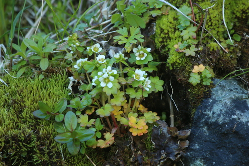 Bract Saxifrage (Saxifraga bracteata)