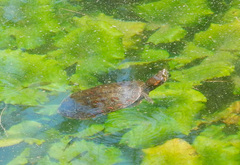 Trachemys venusta cataspila
