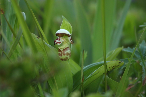 Yellow spotted lady's-slipper (Cypripedium yatabeanum)