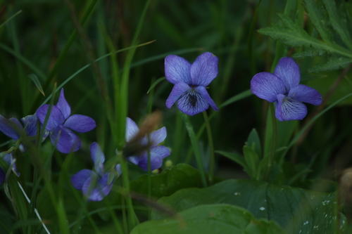 Image of Viola langsdorffii by no rights reserved